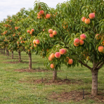 Mini broskyňa nízkokmenná (Prunus persica) ´HONEY GOLD´ - stredne skorá, výška 50-60 cm, voľnokorenná